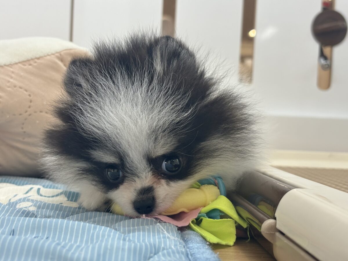 ポメラニアン