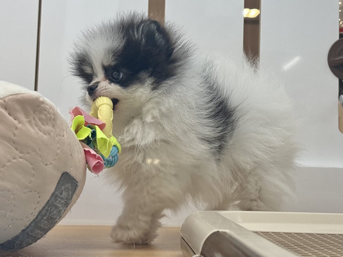 ポメラニアン