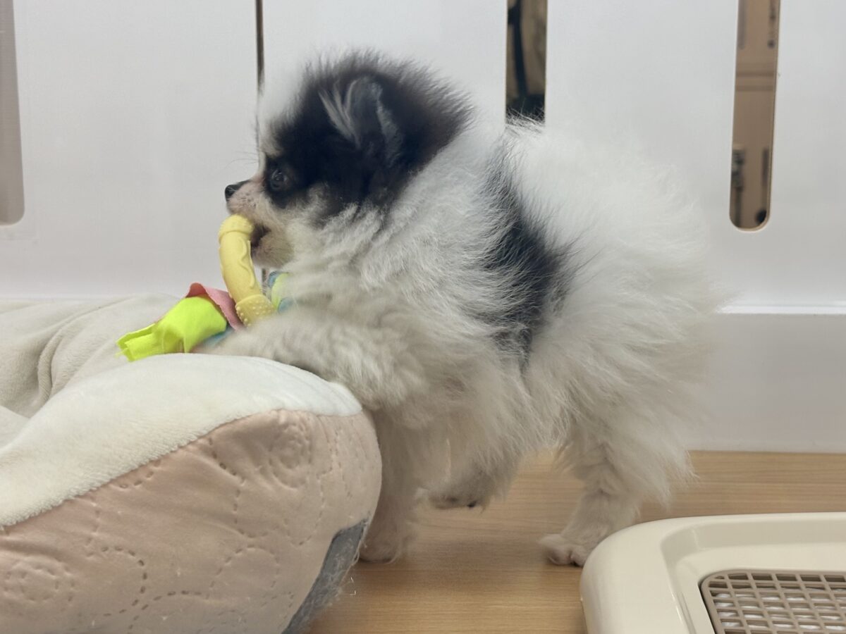 ポメラニアン