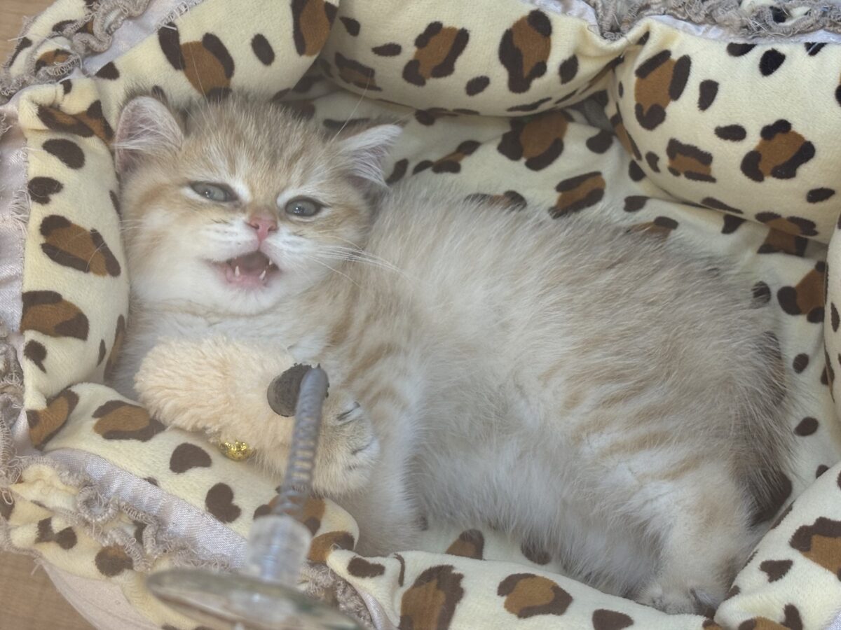 ブリティッシュショートヘア