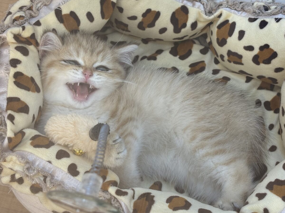 ブリティッシュショートヘア