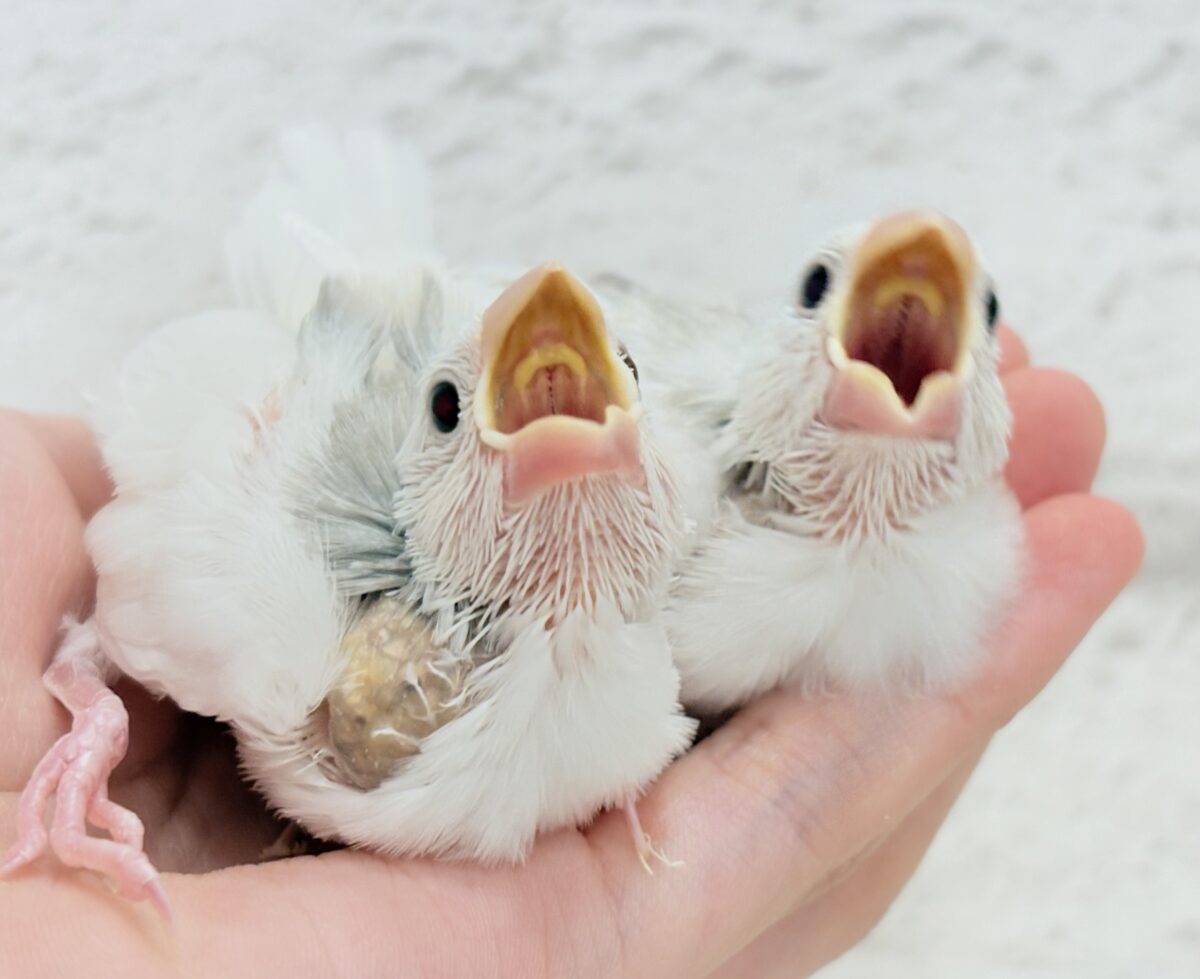 白文鳥