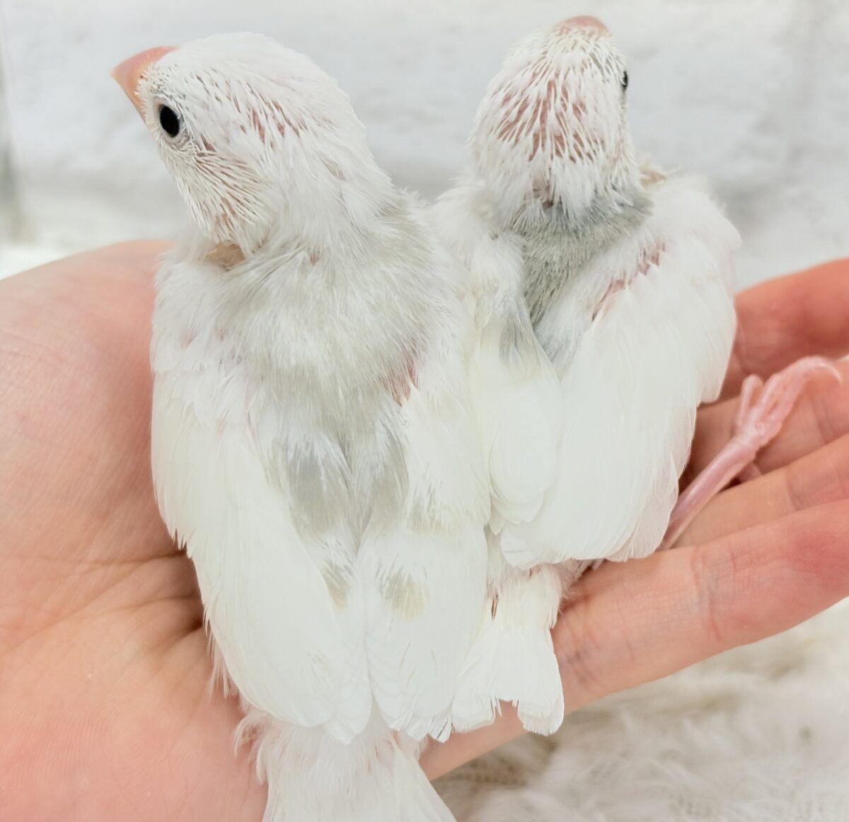 白文鳥