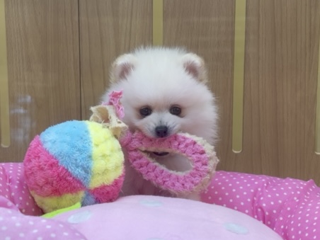 ポメラニアン