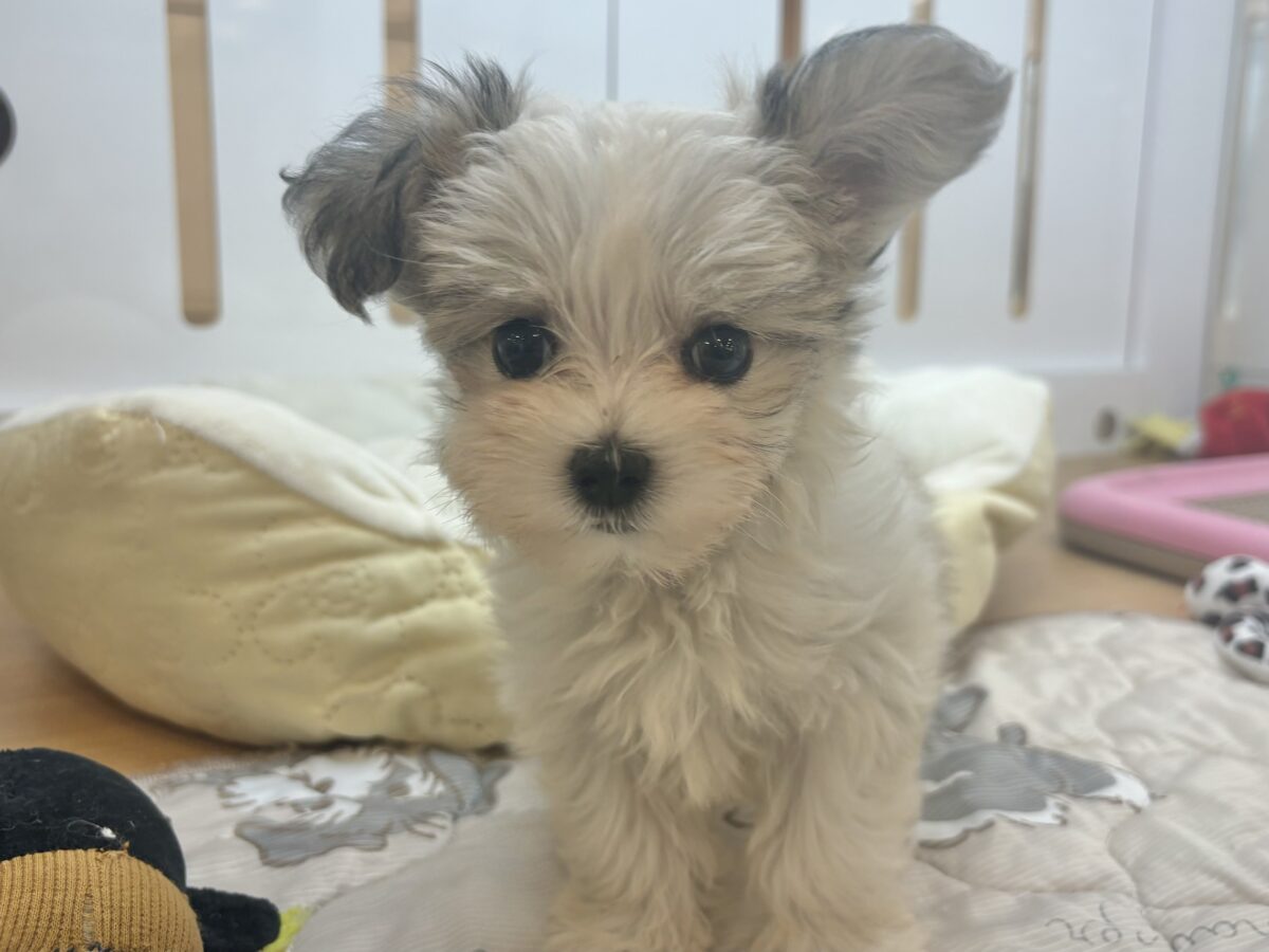 チワマル（マルチワ）