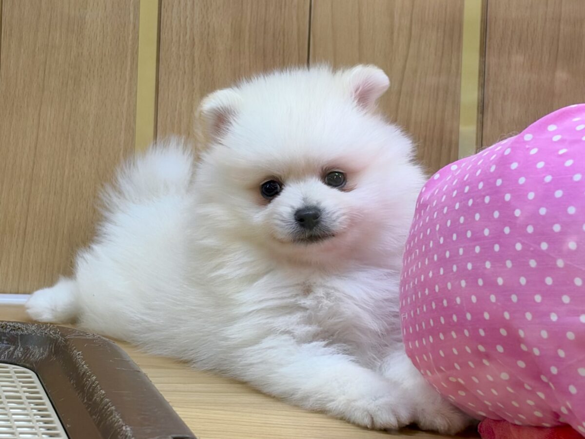 ポメラニアン