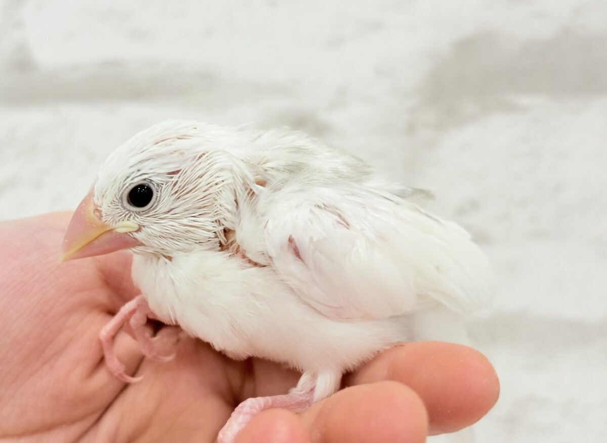 白文鳥