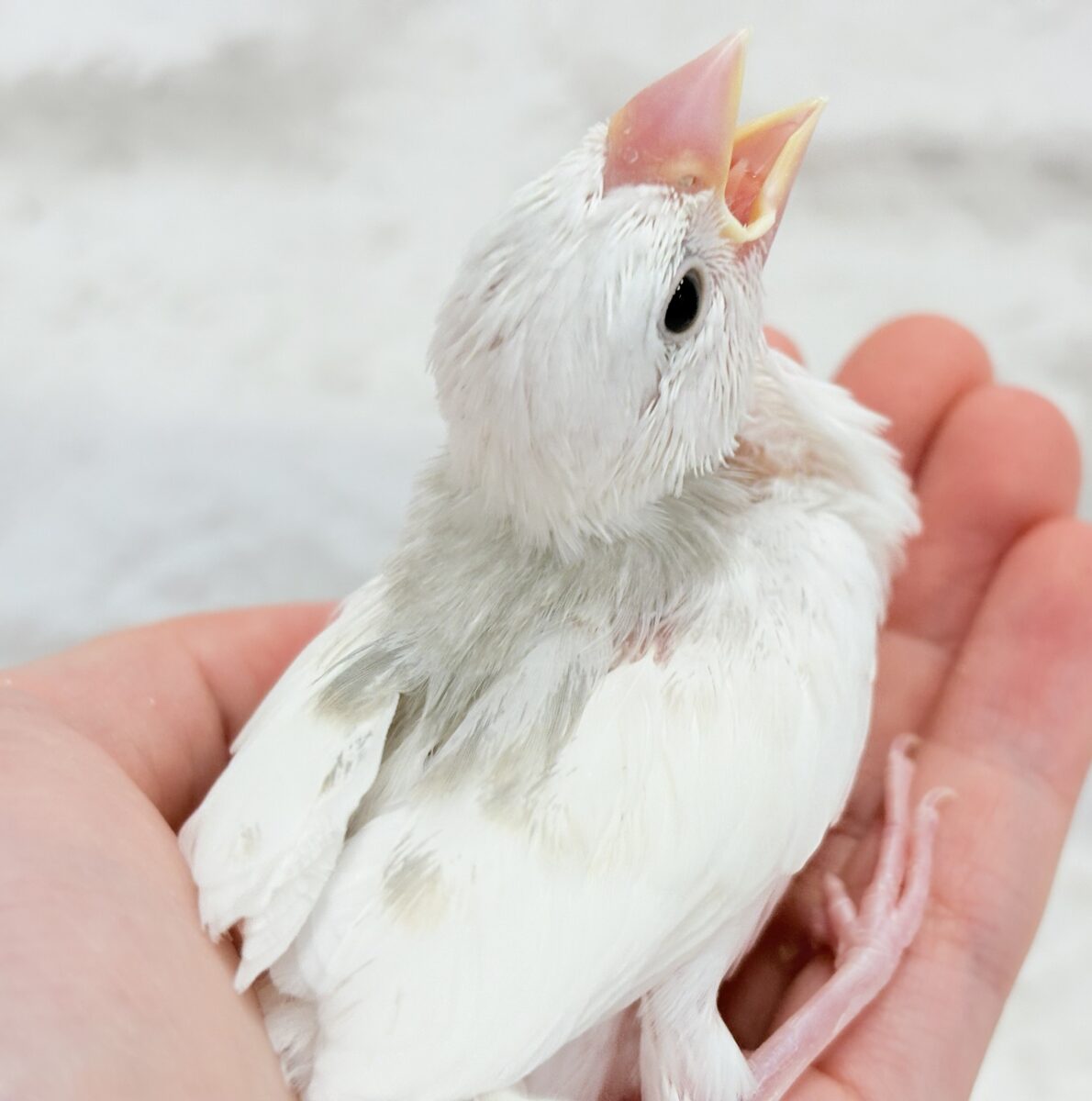 白文鳥
