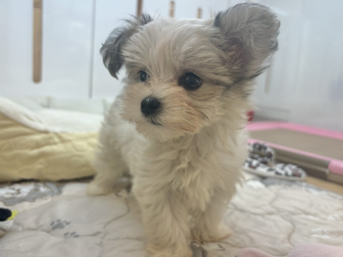 チワマル（マルチワ）