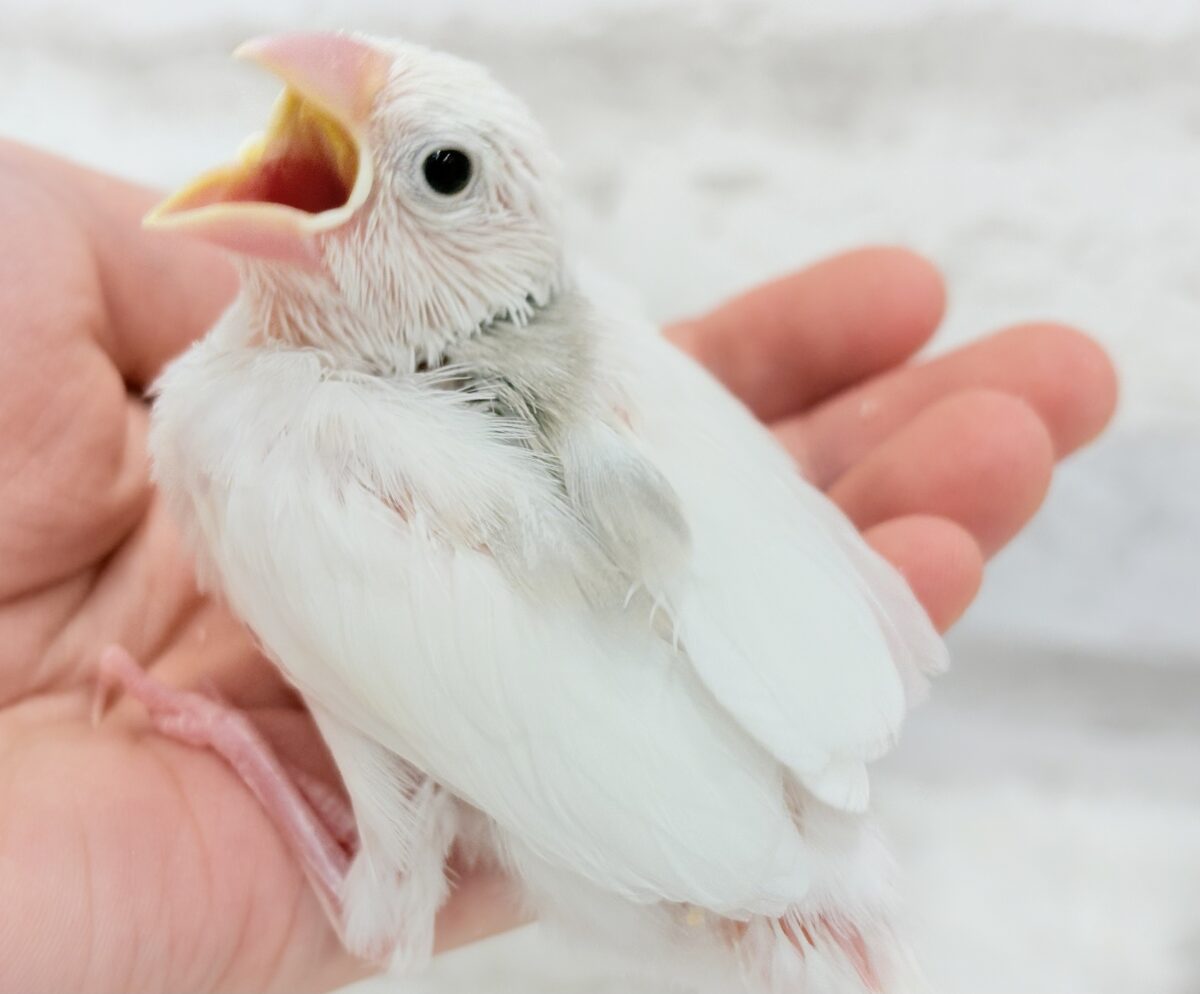 白文鳥