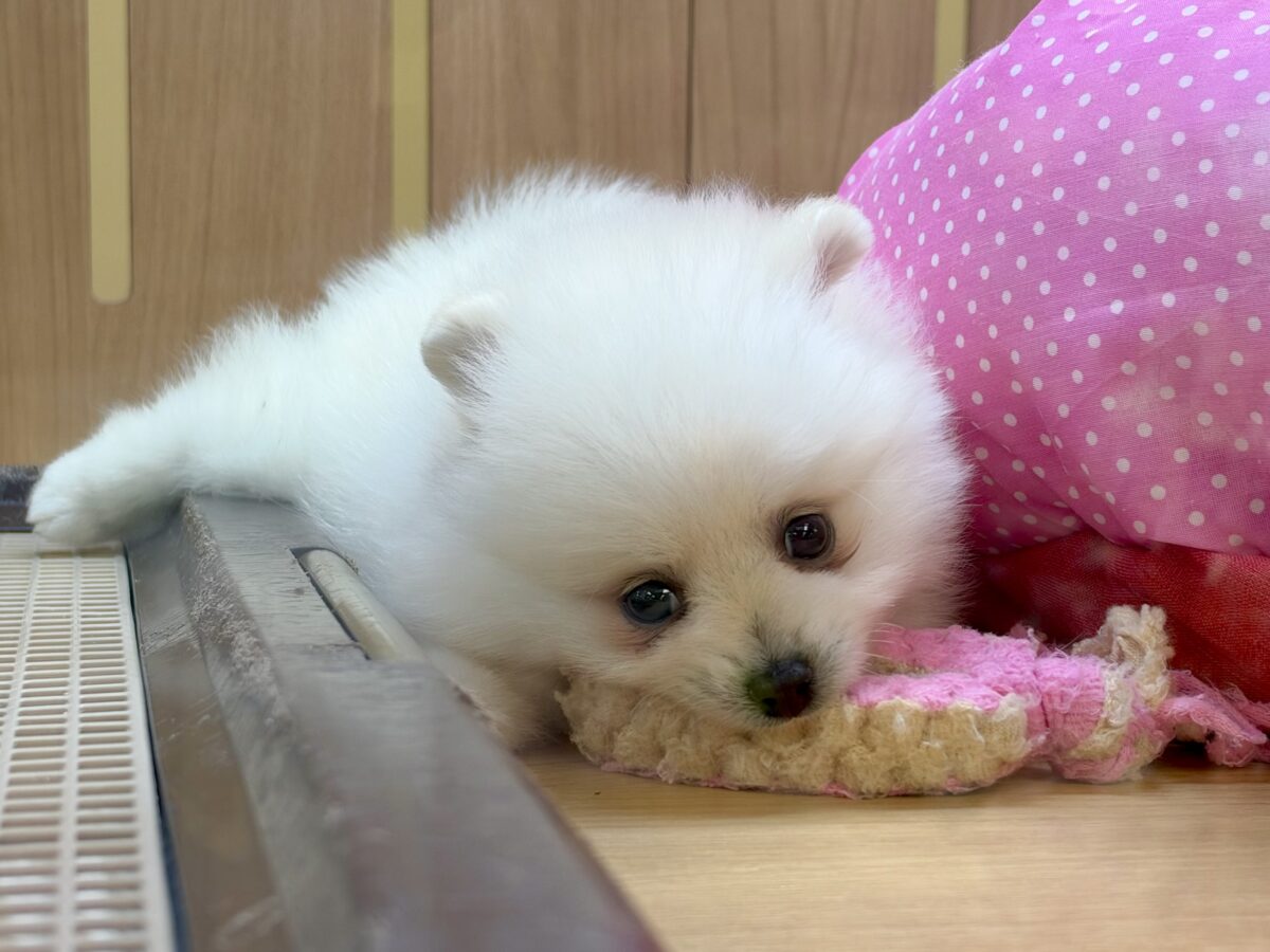 ポメラニアン