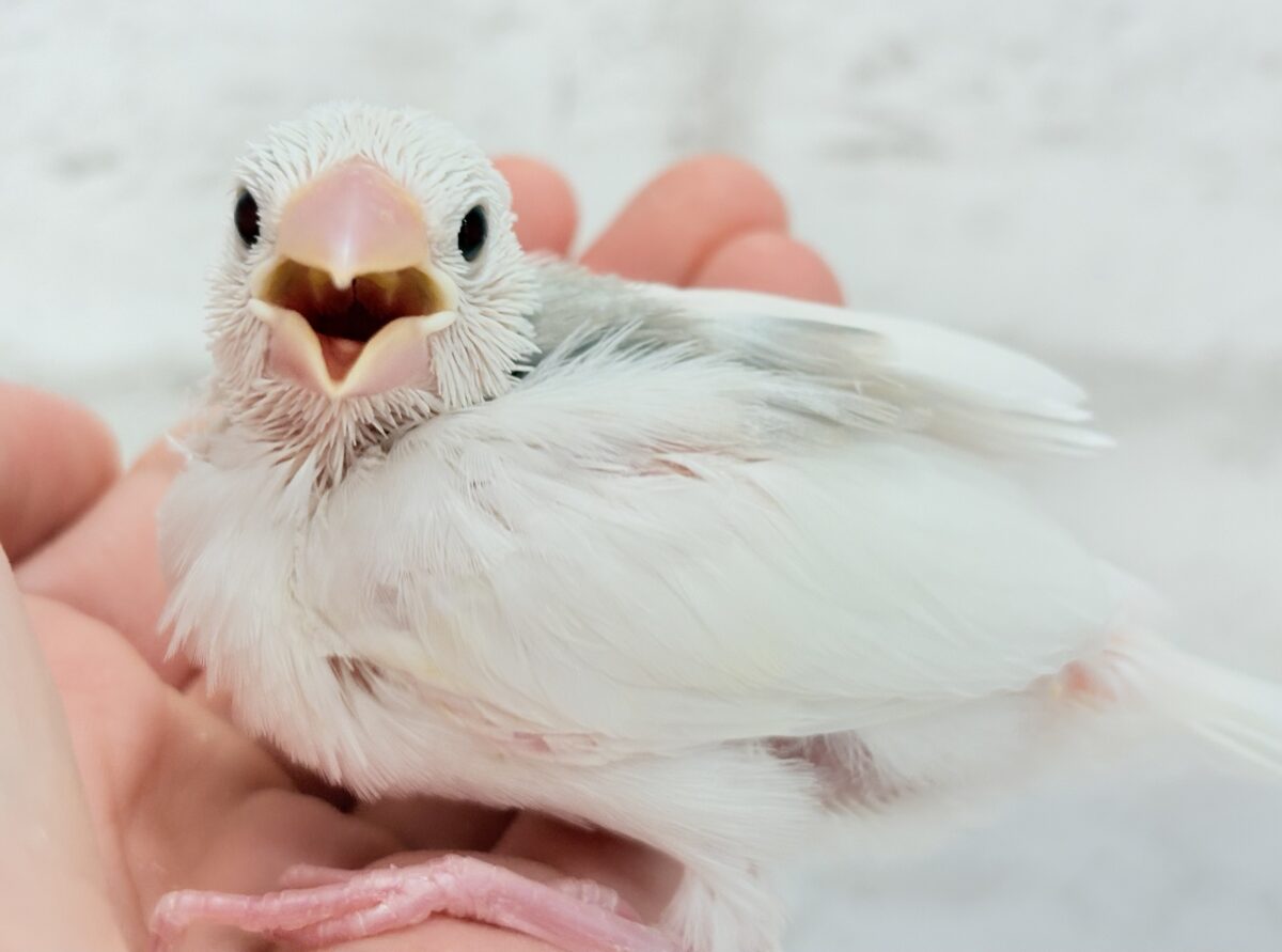 白文鳥