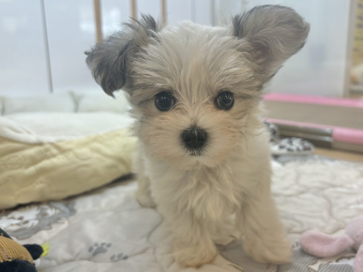 可愛すぎて注意報発令！？マルチワちゃん！