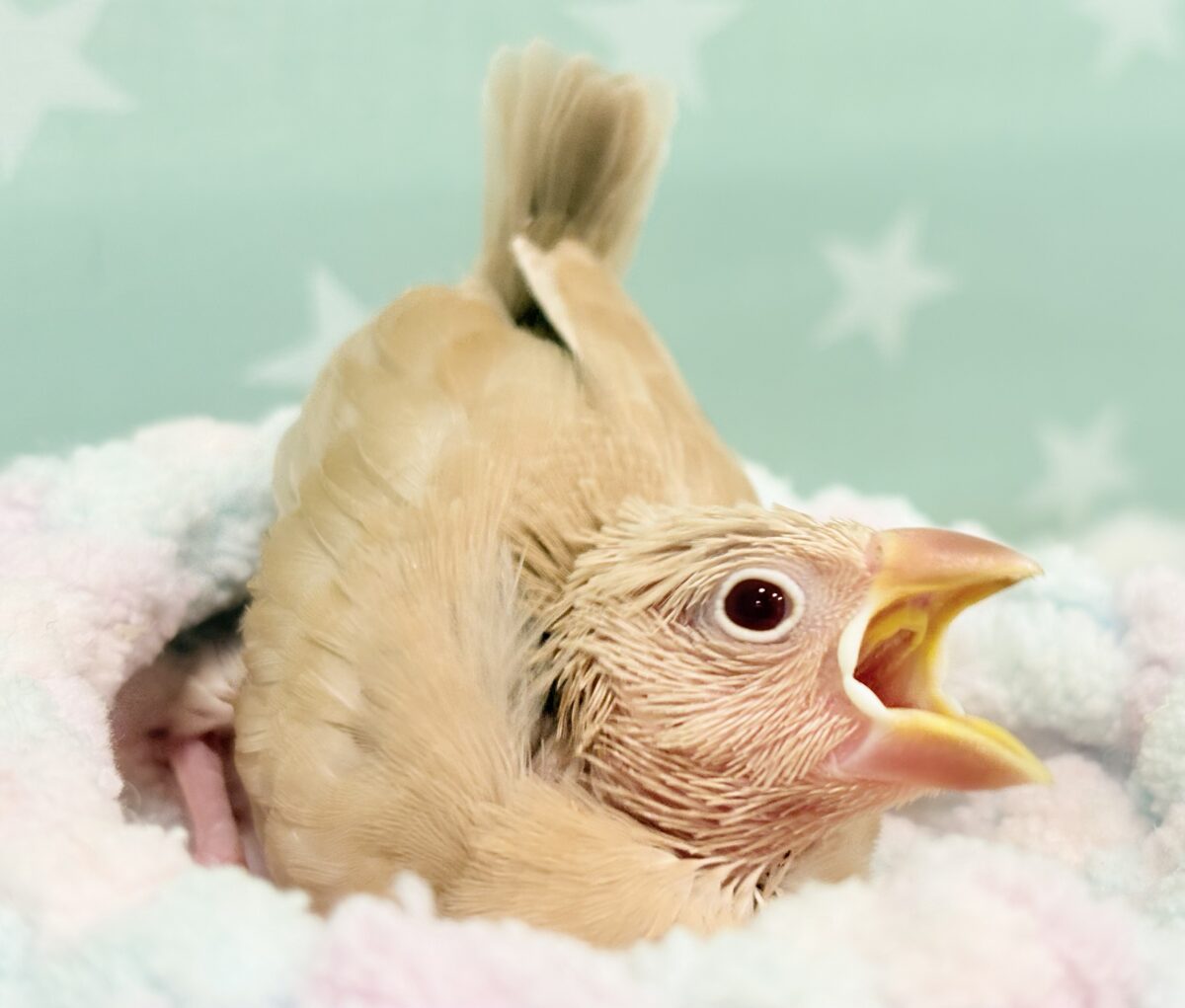 シナモン文鳥