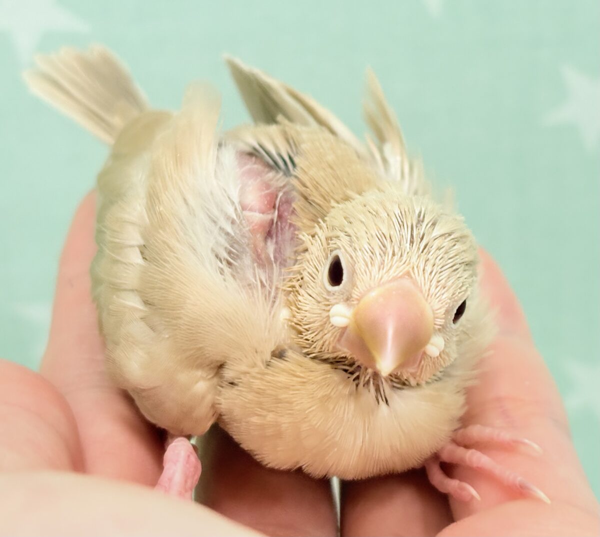 シナモン文鳥