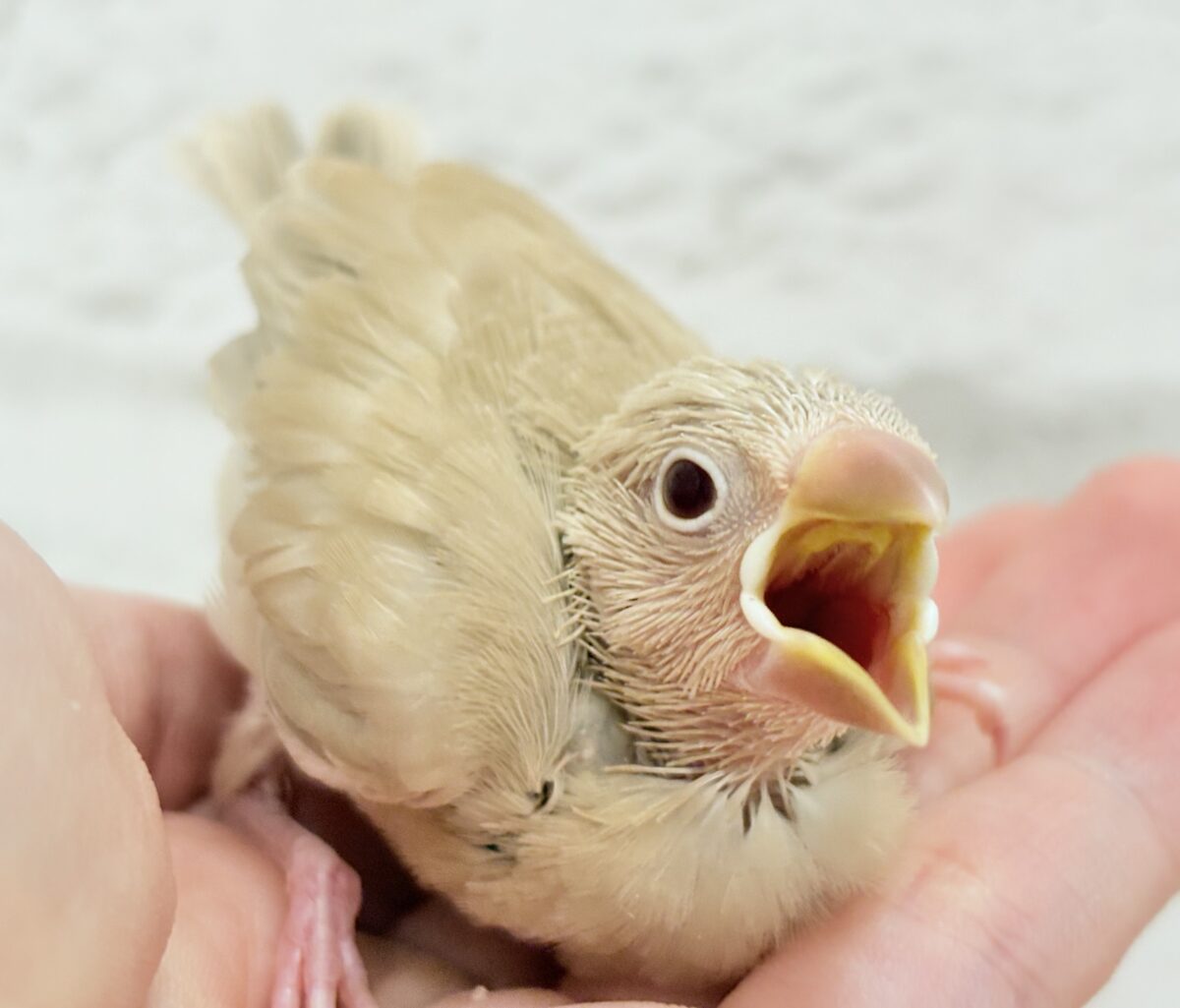 シナモン文鳥