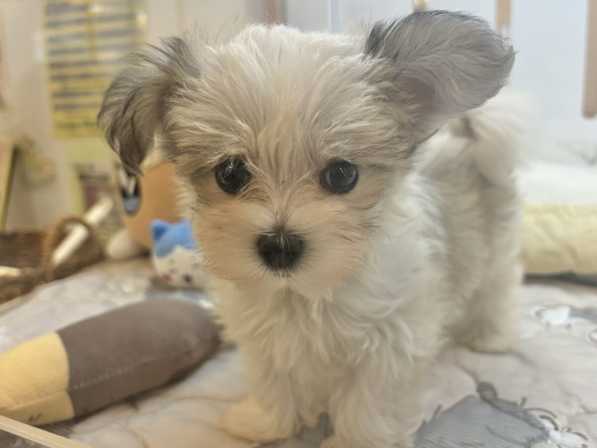 チワマル（マルチワ）