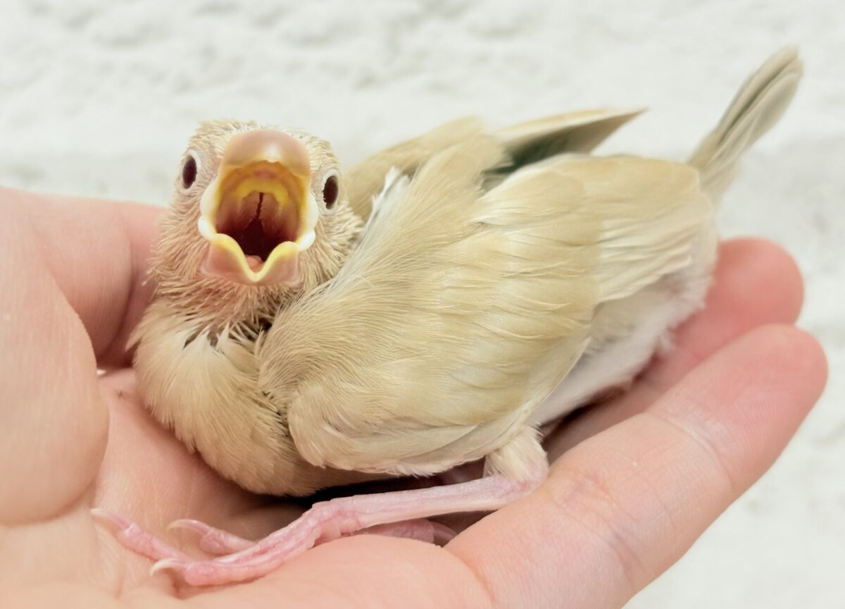 シナモン文鳥