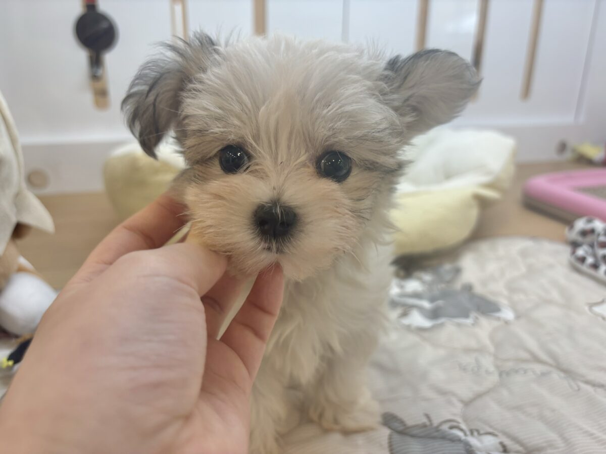 チワマル（マルチワ）