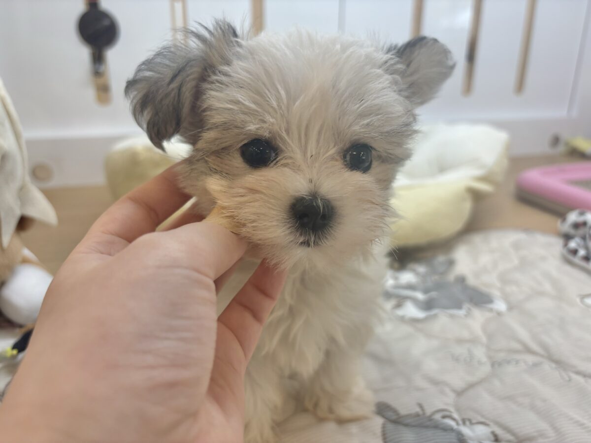 チワマル（マルチワ）