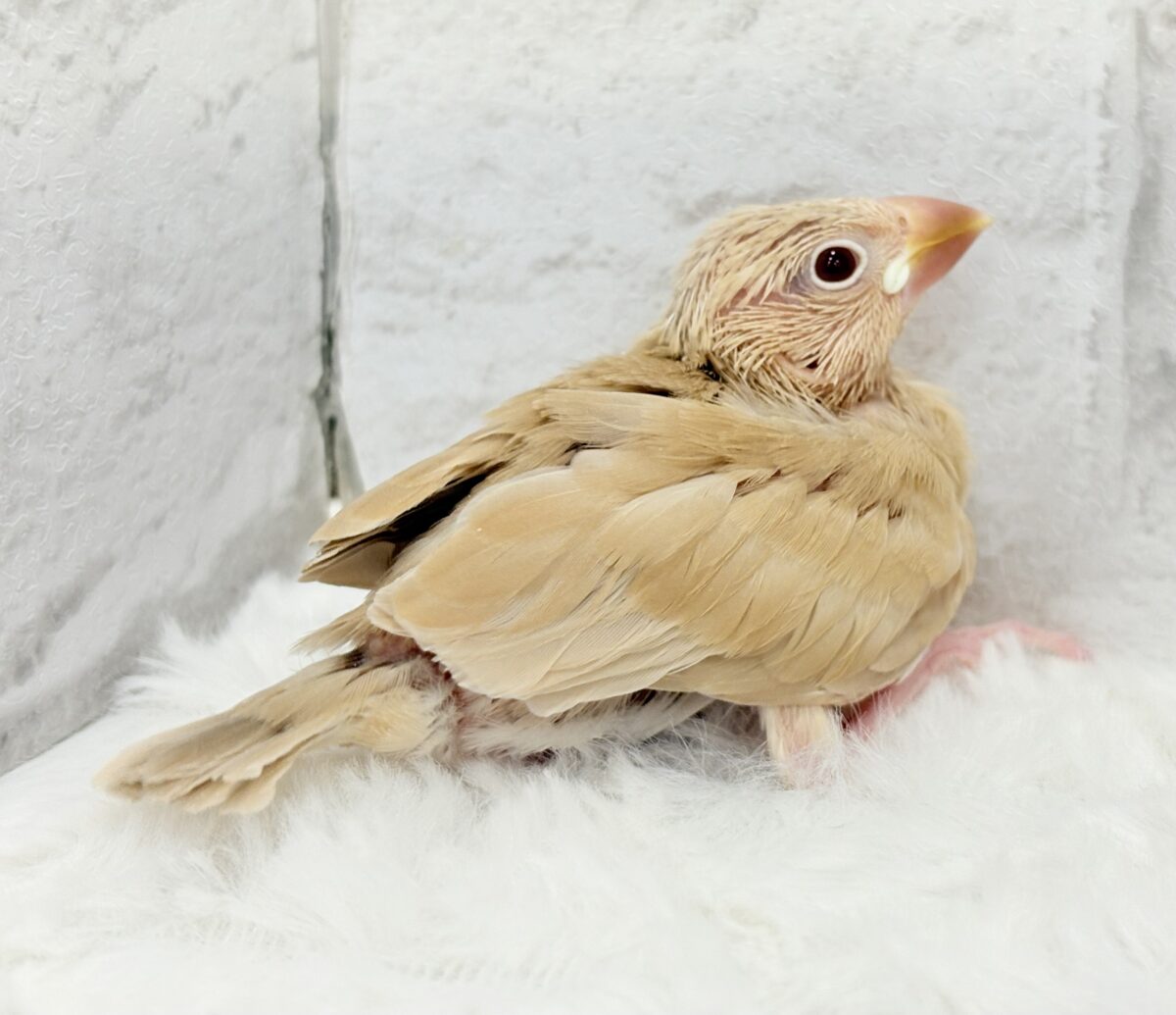 シナモン文鳥