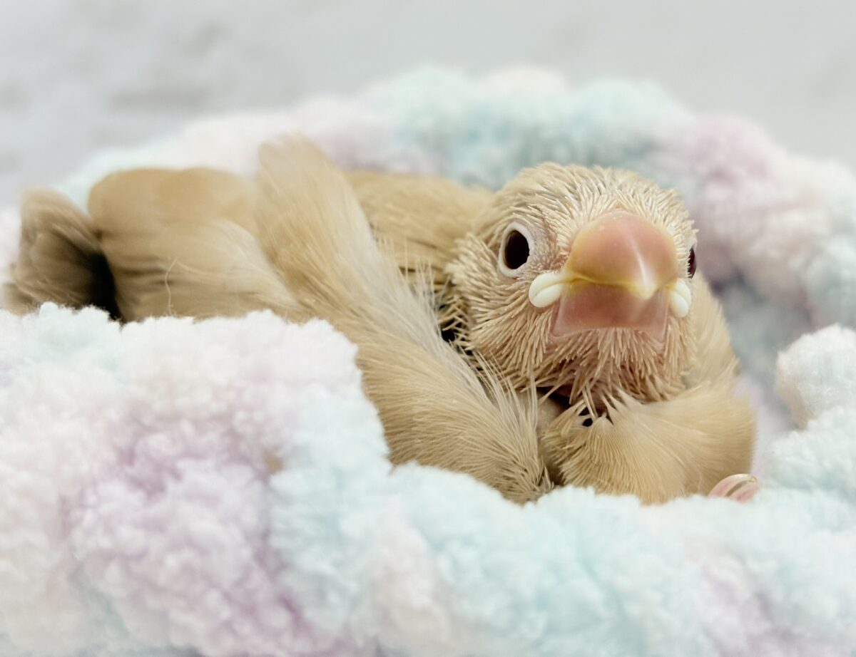 シナモン文鳥