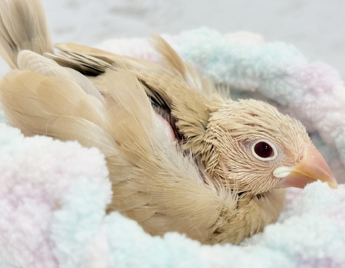シナモン文鳥