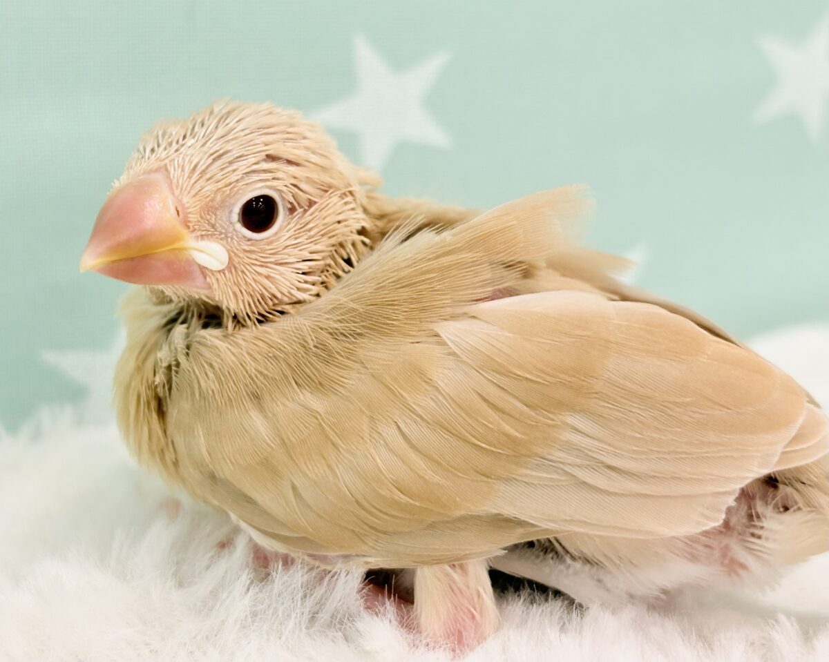 シナモン文鳥