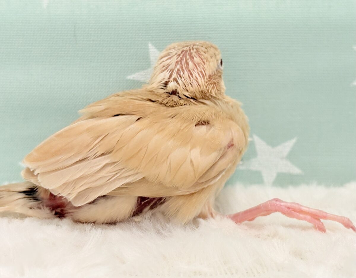 シナモン文鳥
