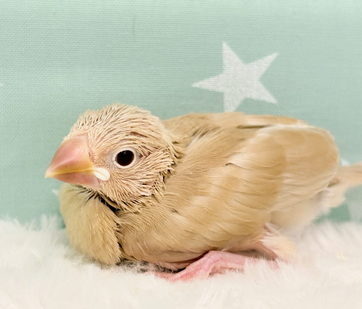 シナモン文鳥