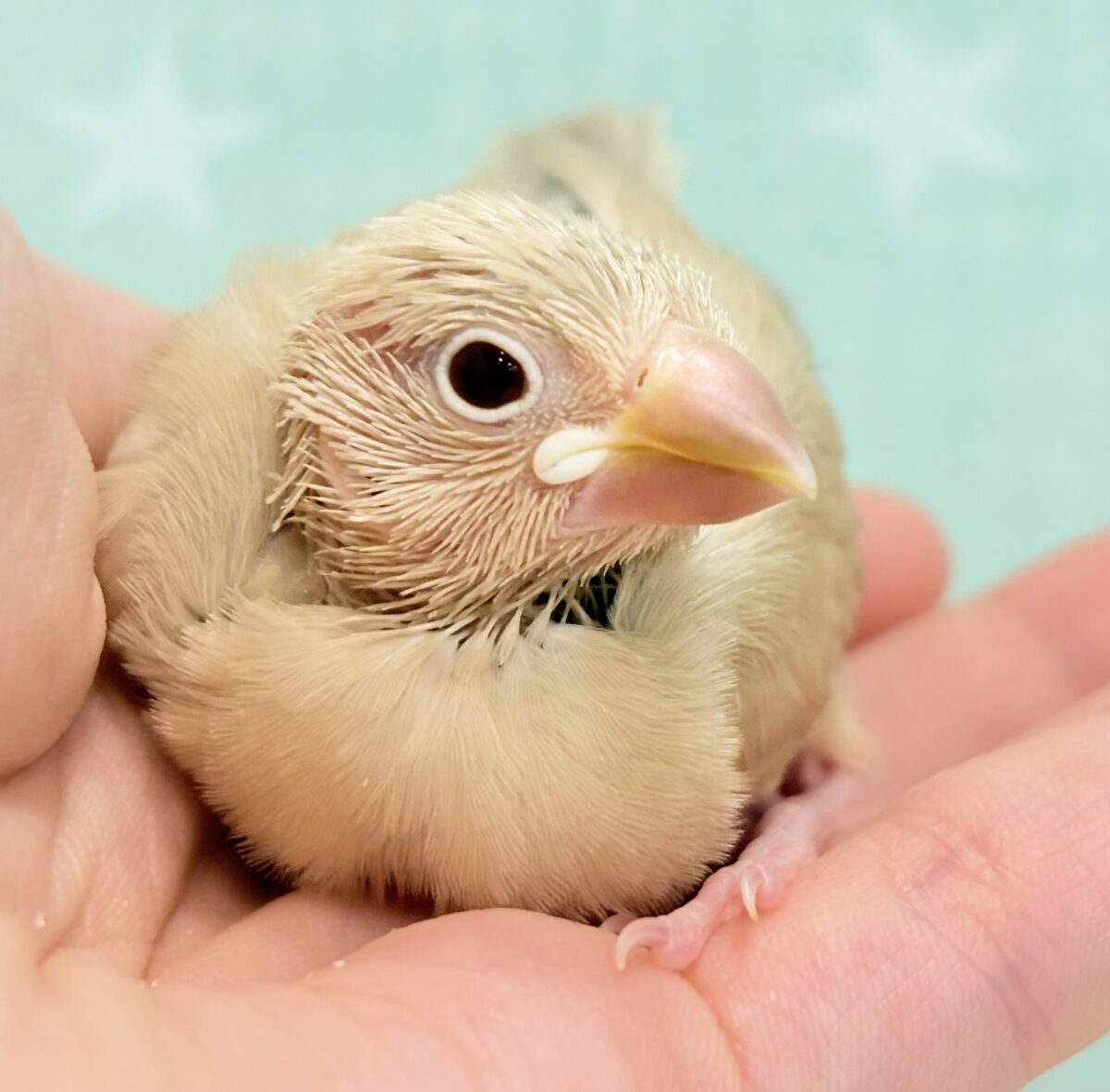 シナモン文鳥