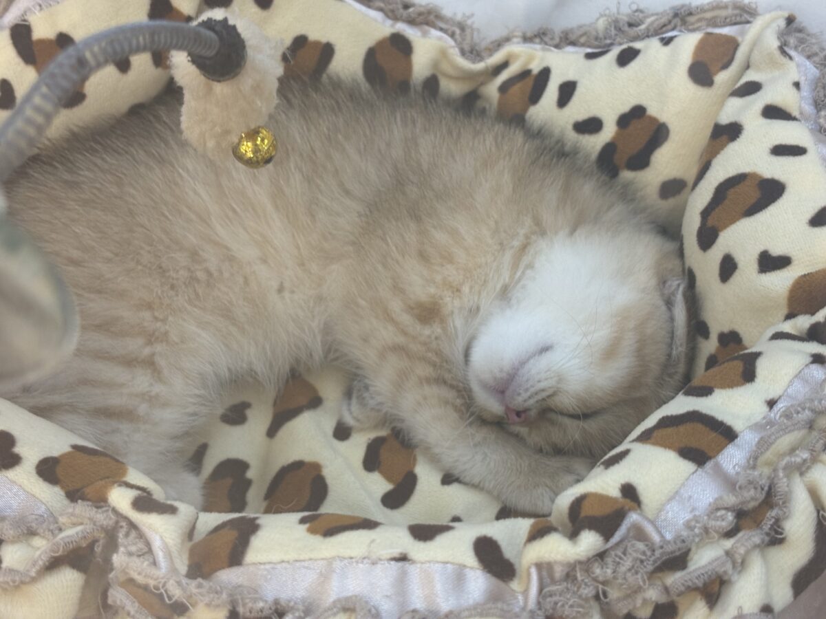 ブリティッシュショートヘア