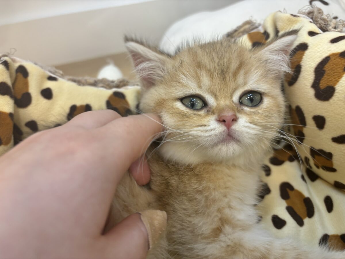 ブリティッシュショートヘア