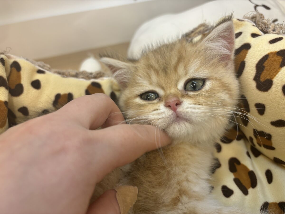ブリティッシュショートヘア