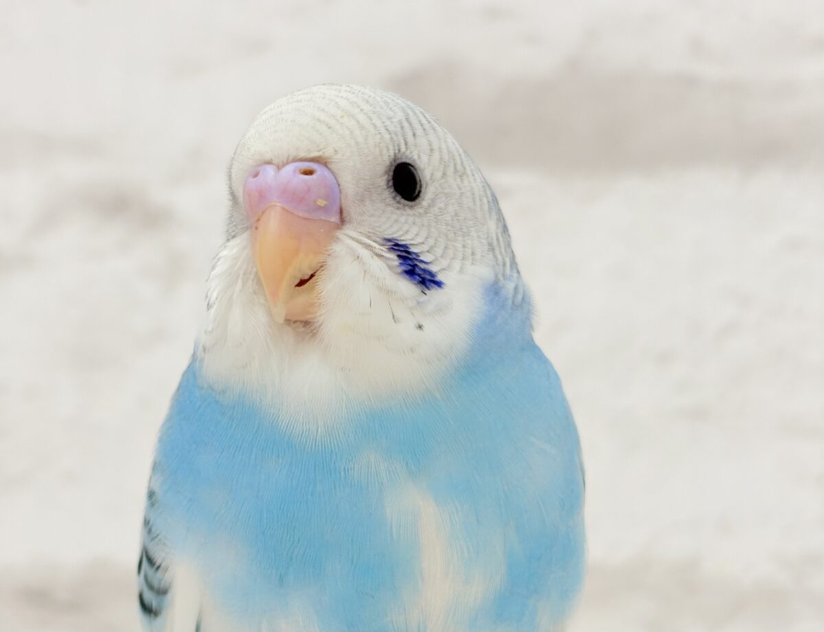 元気ハツラツ青空ちゃん︎︎︎︎💙☁️セキセイインコ(パイド)