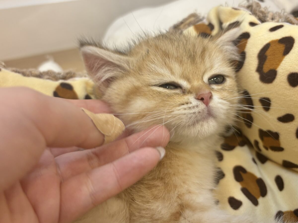 ブリティッシュショートヘア
