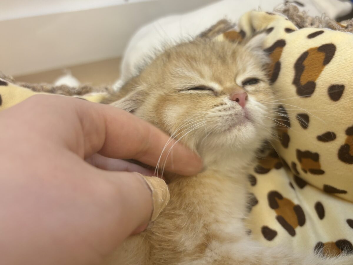 ブリティッシュショートヘア
