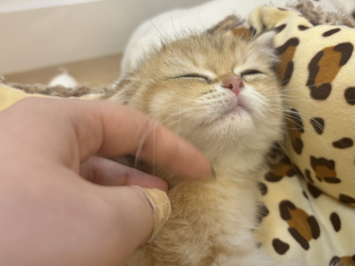 ブリティッシュショートヘア