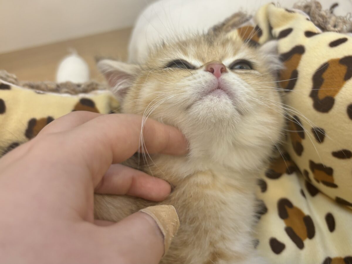 ブリティッシュショートヘア