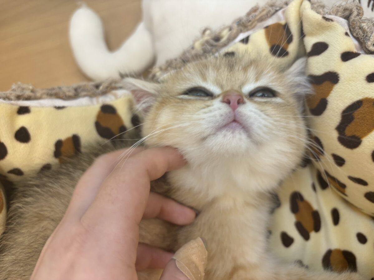 ブリティッシュショートヘア