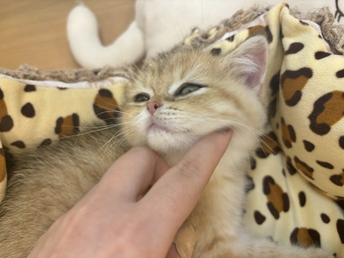 ブリティッシュショートヘア