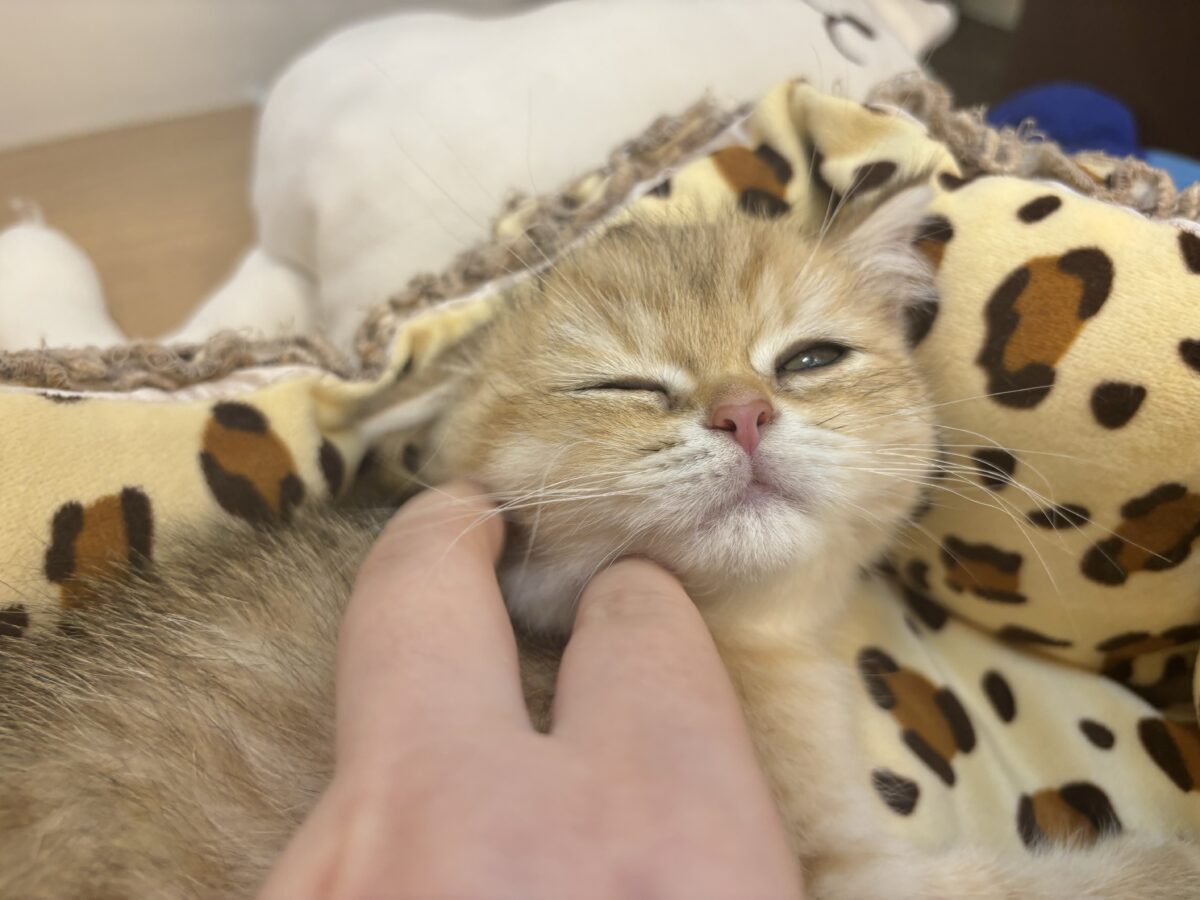 ブリティッシュショートヘア