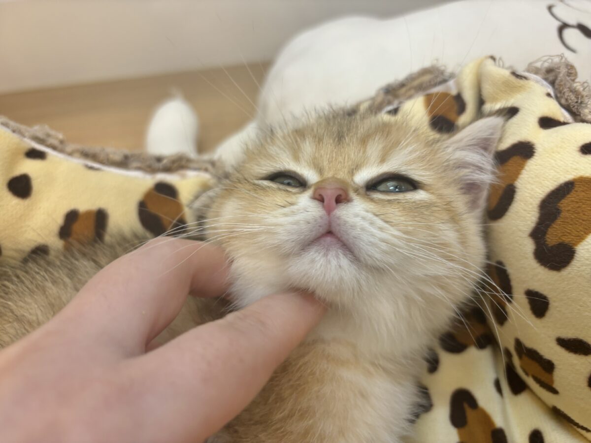 ブリティッシュショートヘア