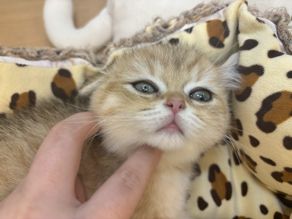ブリティッシュショートヘア