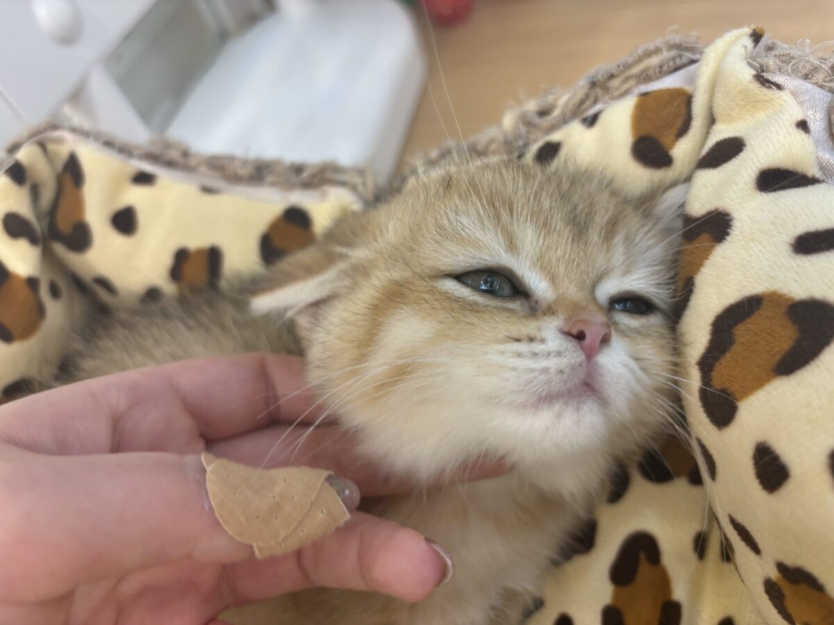 ブリティッシュショートヘア