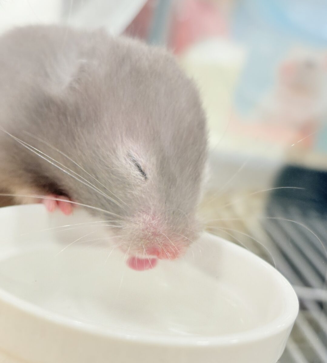 抱っこOK◎おてんばふんわり天使🪽🐹セーブルハムスター(女の子) ゴールデンハムスター