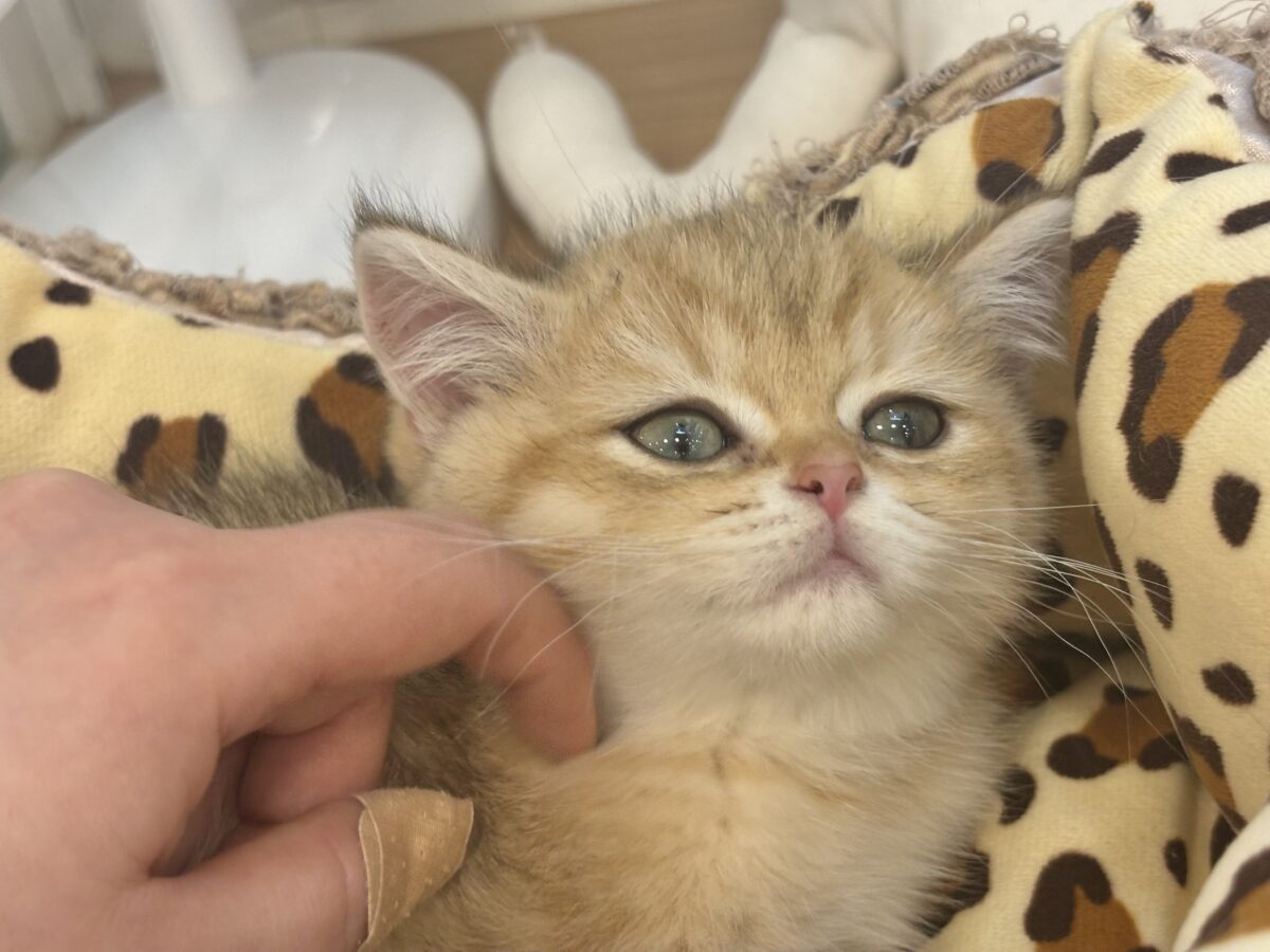 ブリティッシュショートヘア