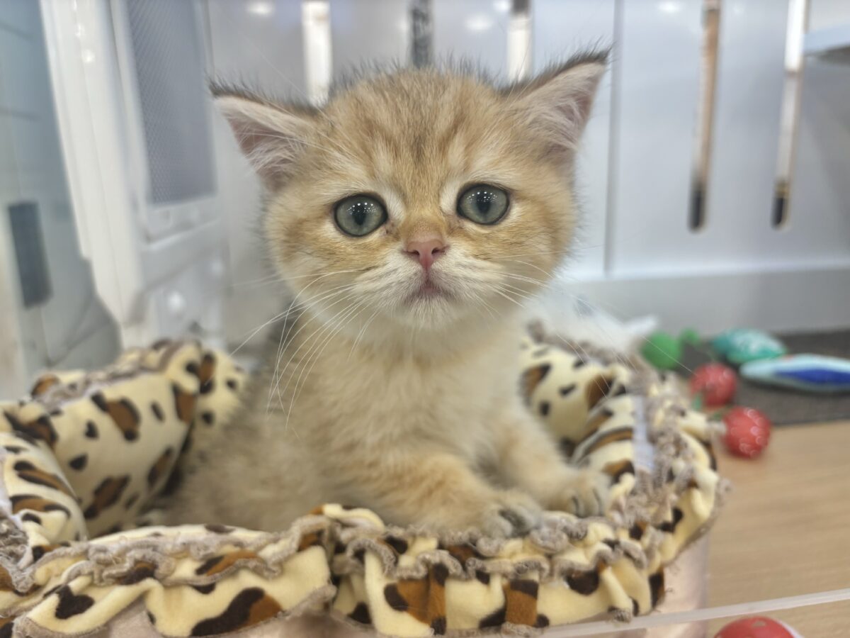 ブリティッシュショートヘア