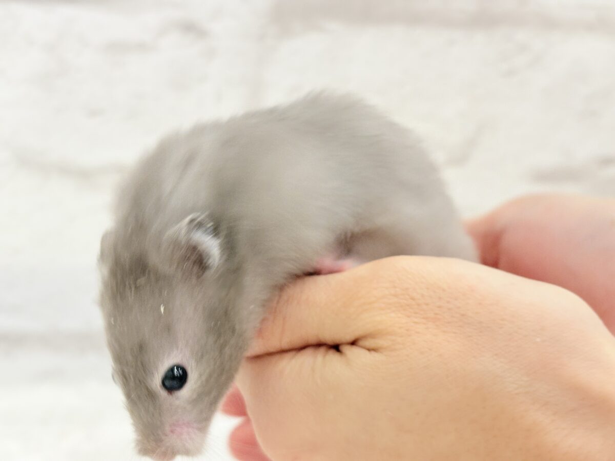 抱っこOK◎おてんばふんわり天使🪽🐹セーブルハムスター(女の子) ゴールデンハムスター