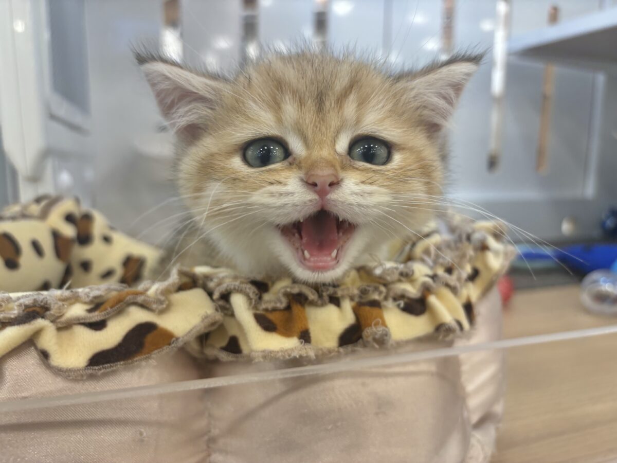 ブリティッシュショートヘア